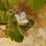 Veronica hederifolia Blomma