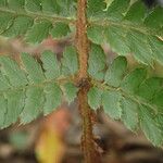 Polystichum transvaalense Leaf