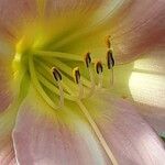 Hemerocallis fulva Flower