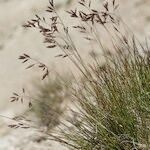 Festuca quadriflora Anders