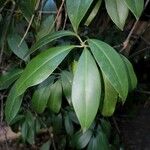 Illicium floridanum Blatt