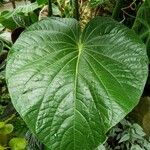 Piper methysticum Leaf