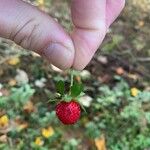 Potentilla indicaФрукт