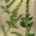 Scutellaria albida その他の提案