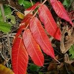 Rhus typhinaFulla