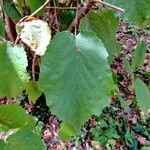 Corylus maxima Foglia