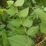 Celtis occidentalis Feuille