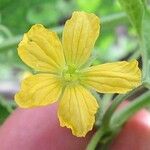 Luffa operculata Fleur