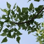 Erythrina lysistemon Лист