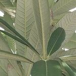 Rhododendron arboreum Blad