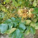 Schotia latifolia Hoja
