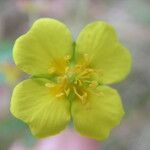 Potentilla erecta Other