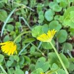 Doronicum columnae Květ