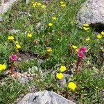 Potentilla grandiflora Õis