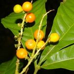Allophylus psilospermus Fruit