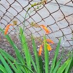 Crocosmia × crocosmiifloraFlors