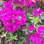 Bougainvillea glabra Цветок