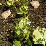 Echinodorus berteroi Habit