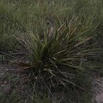 Yucca rupicola برگ