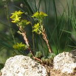 Sedum lanceolatum عادت