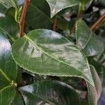Camellia japonica Φύλλο