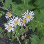 Aster ageratoides Blüte