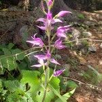 Cephalanthera rubraBloem