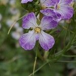 Raphanus raphanistrum Flower