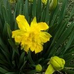 Narcissus pseudonarcissusΛουλούδι