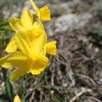 Narcissus assoanus Квітка