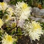 Fothergilla gardenii Cvet