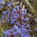 Penstemon procerus Fula