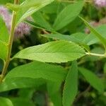 Spiraea douglasii पत्ता