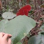 Macaranga indica Hoja