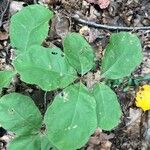 Quercus arkansana Blatt