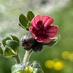 Cynoglossum montanum Blodyn