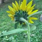 Helianthus annuus Other