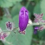 Strobilanthes attenuata Flower