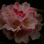 Rhododendron insigne Fiore