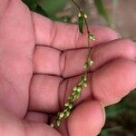 Persicaria hydropiperFloro