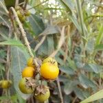 Byrsonima spicata Fruit