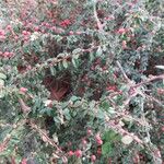 Cotoneaster dammeri आदत