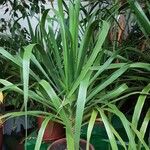 Dracaena draco Агульны выгляд