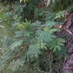 Leucaena leucocephala Hoja