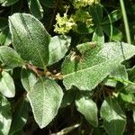 Salix pyrenaica Leaf