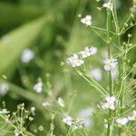 Alisma plantago-aquatica Ŝelo