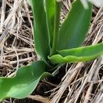 Chlorophytum tuberosum Leaf