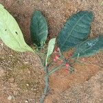 Psychotria nubisylvae