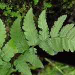 Dryopteris pentheri Blatt