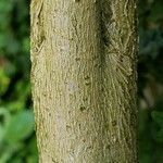 Pavonia multiflora Bark